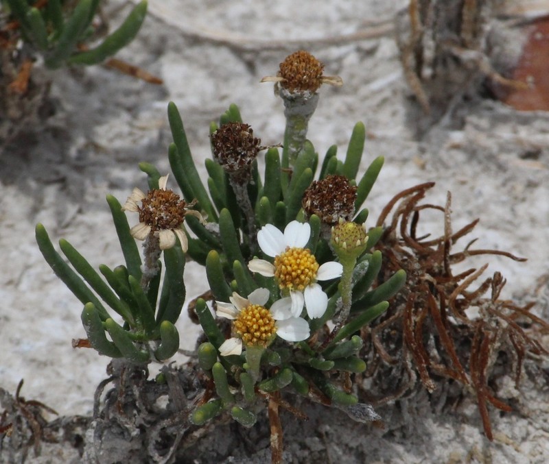 Geissolepis suaedifolia photo 2
