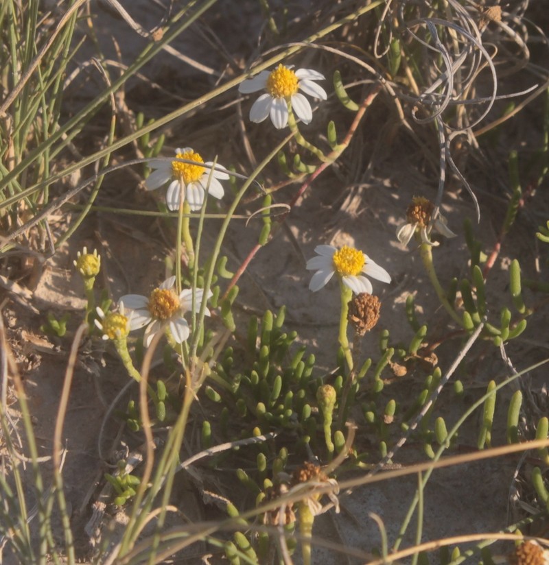 Geissolepis suaedifolia photo 3