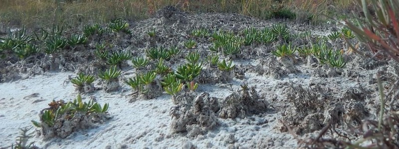 Geissolepis suaedifolia photo 4