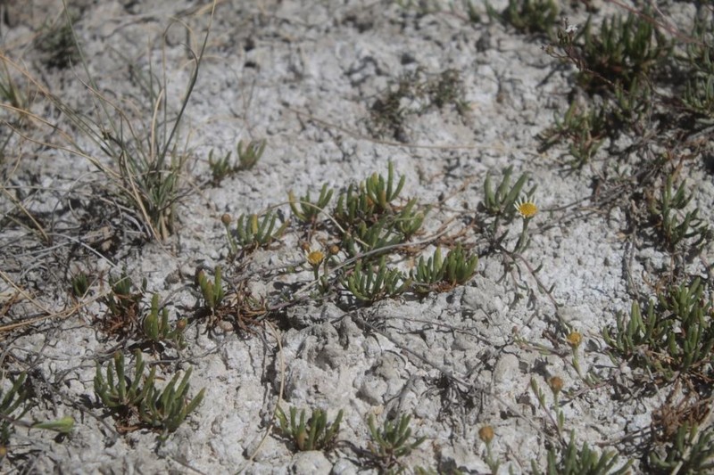 Geissolepis suaedifolia photo 5