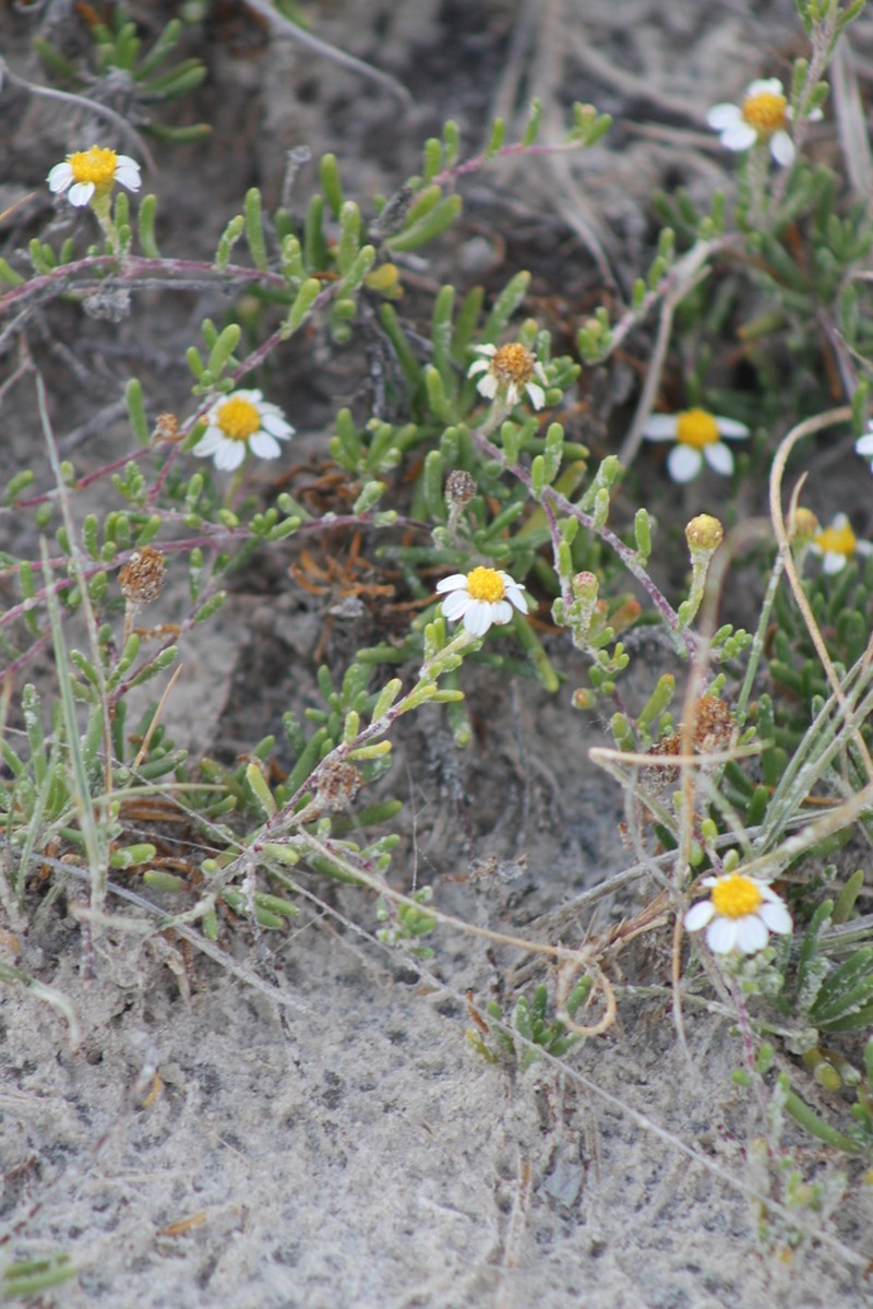Geissolepis suaedifolia photo 6