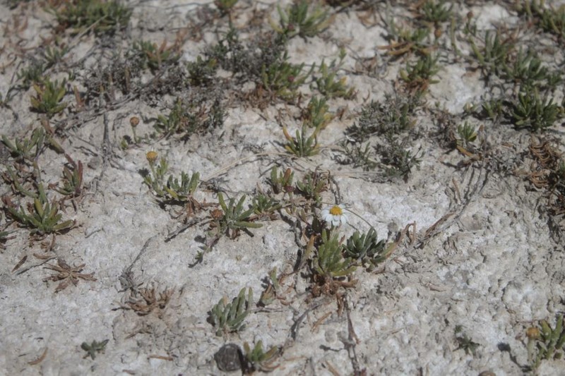 Geissolepis suaedifolia photo 7