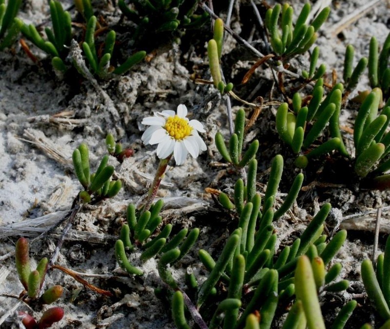 Geissolepis suaedifolia photo 8