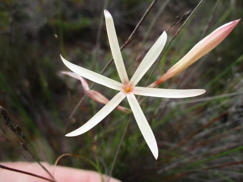 Geissorhiza adriaanii
