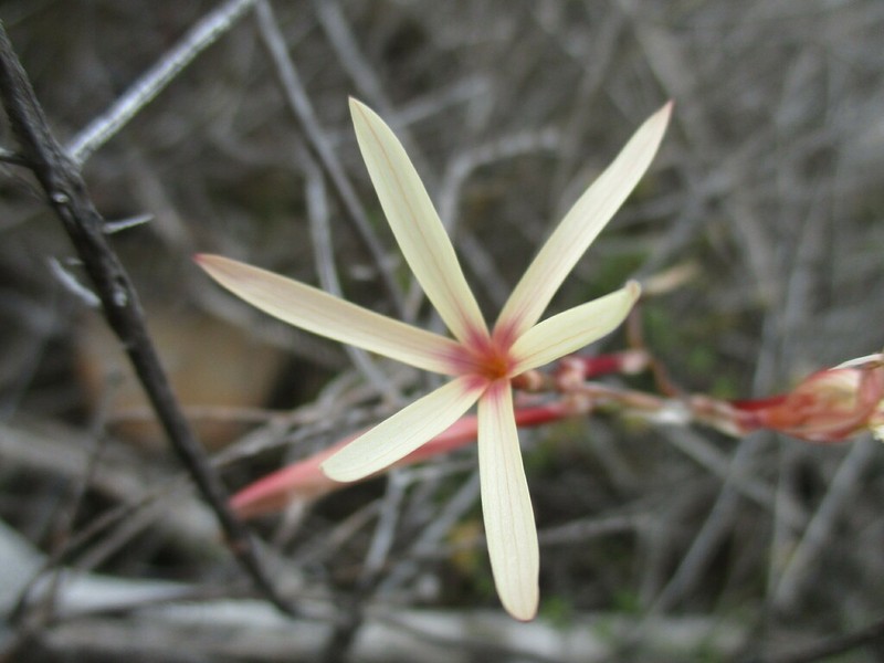 Geissorhiza adriaanii photo 2