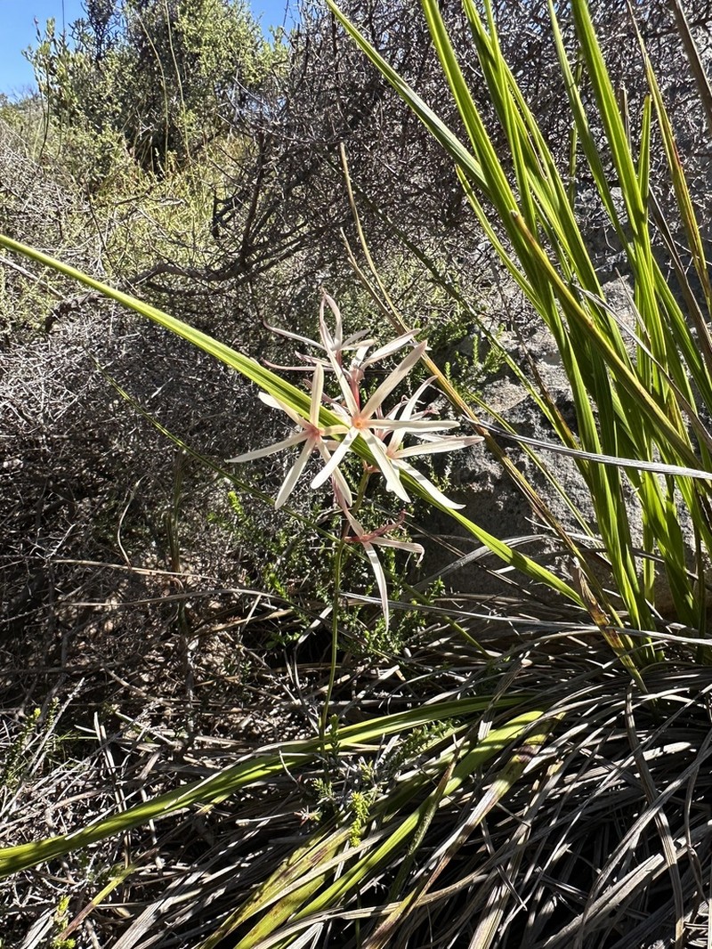 Geissorhiza adriaanii photo 5