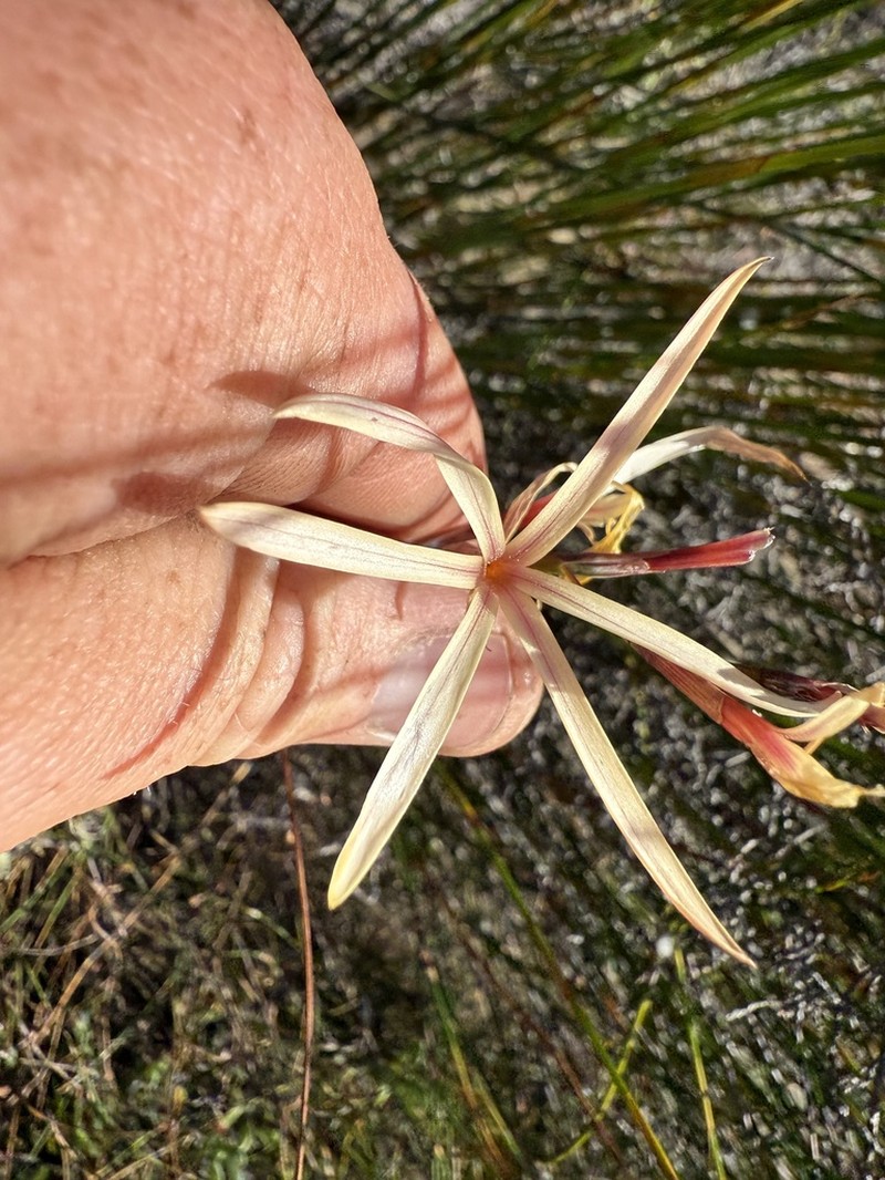 Geissorhiza adriaanii photo 6