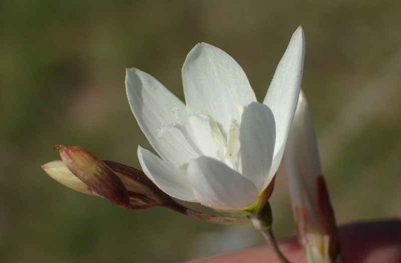 Geissorhiza heterostyla subsp. heterostyla