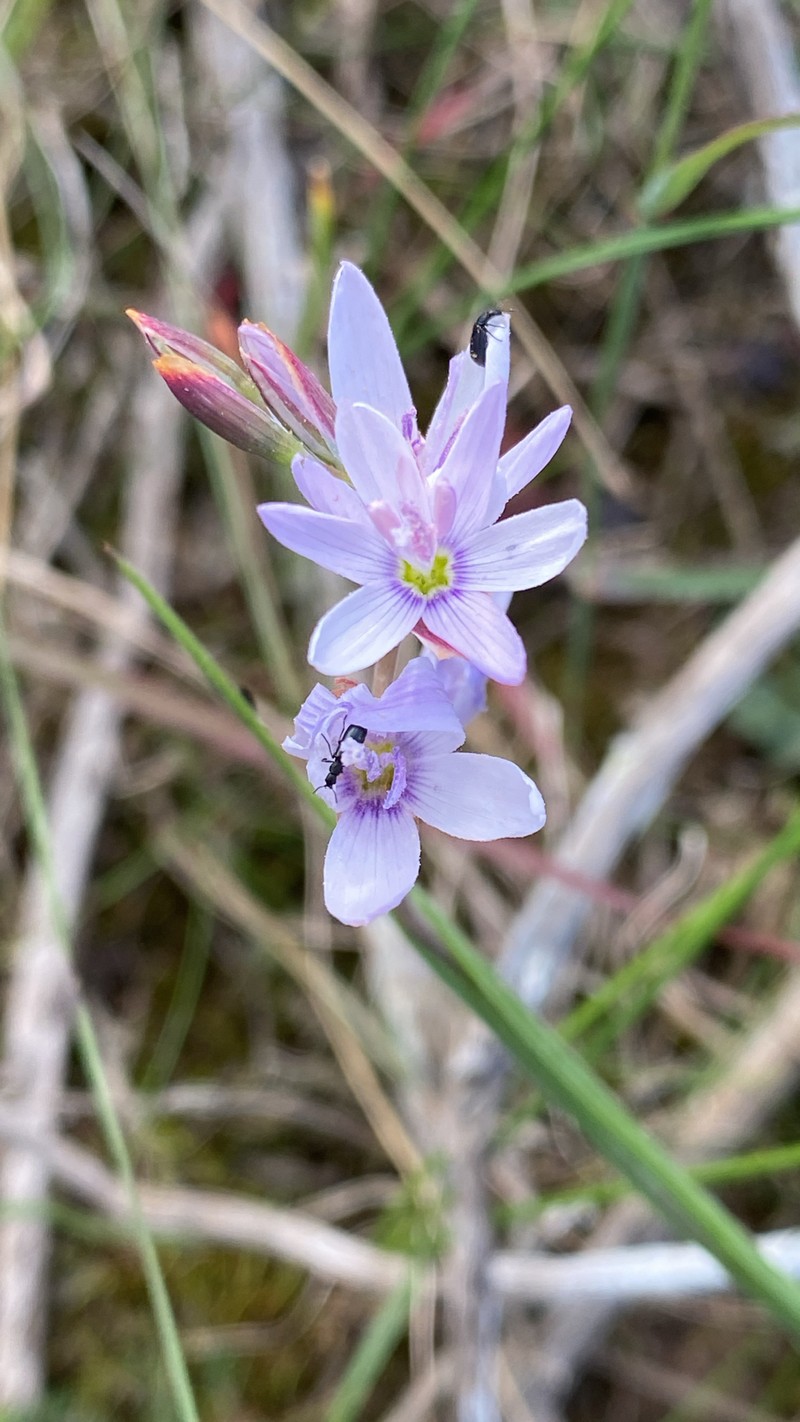 Geissorhiza heterostyla subsp. rosea