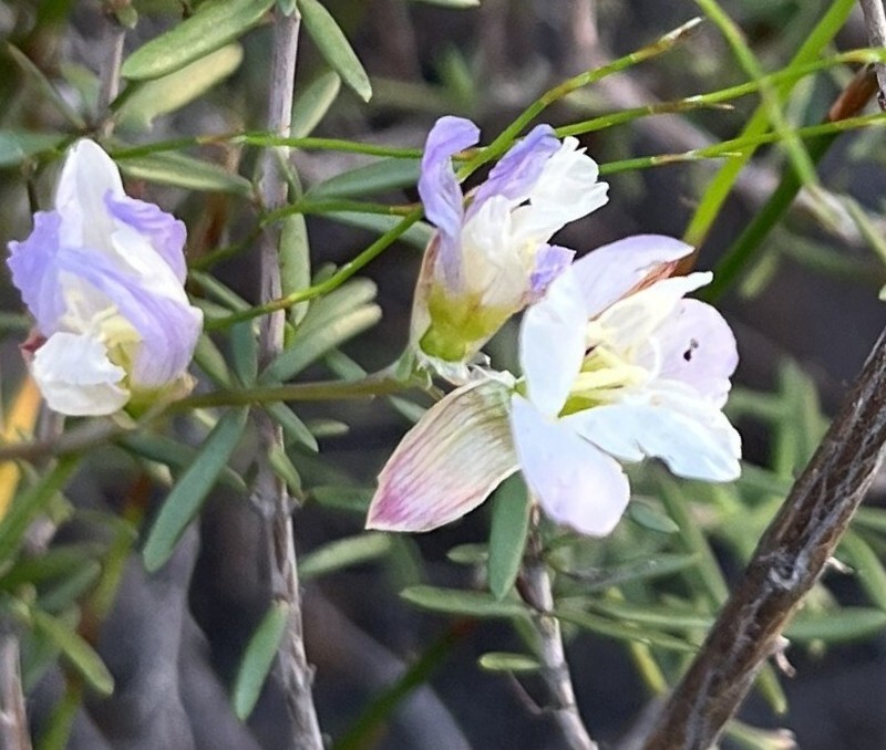 Geissorhiza heterostyla subsp. rosea photo 2