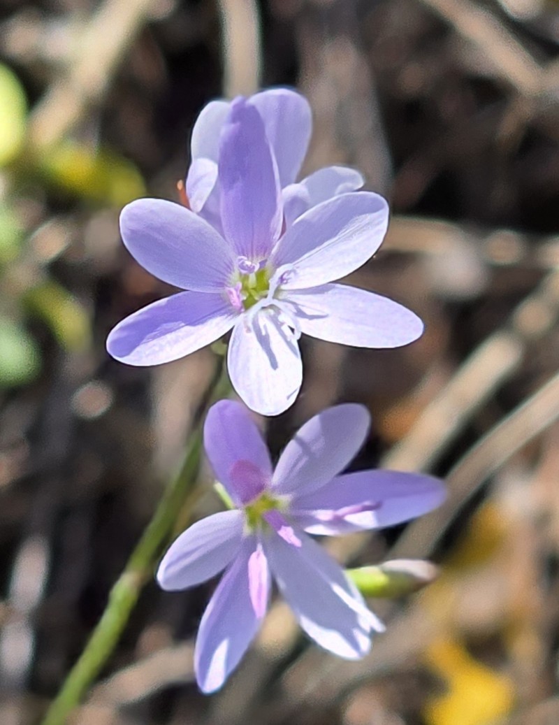 Geissorhiza heterostyla subsp. rosea photo 3