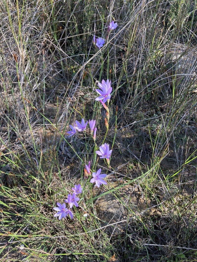 Geissorhiza heterostyla subsp. rosea photo 4