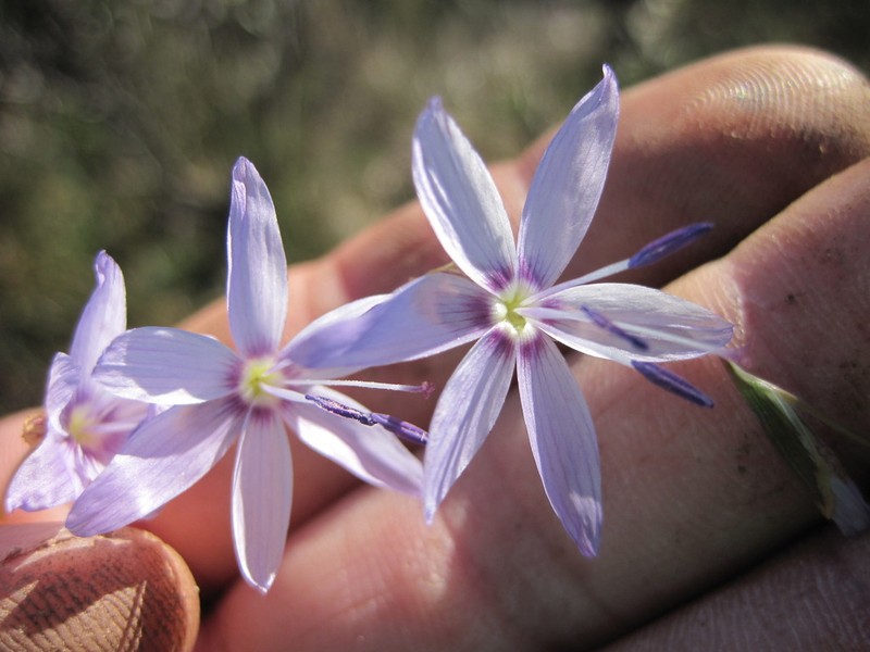 Geissorhiza mellimontana