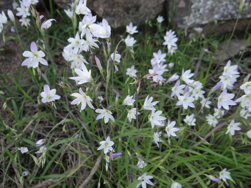 Geissorhiza nutans