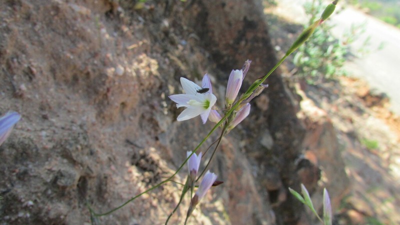 Geissorhiza nutans photo 2