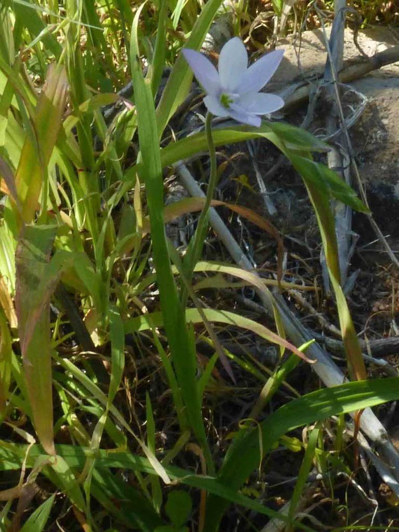 Geissorhiza nutans photo 3
