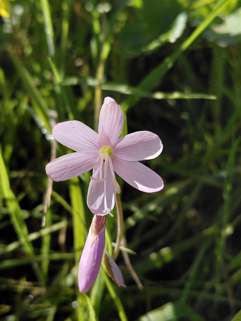 Geissorhiza nutans photo 4