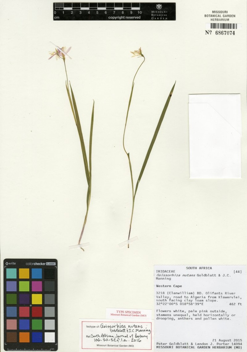 Geissorhiza nutans photo 5