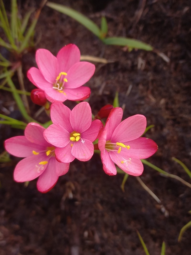 Geissorhiza seracina