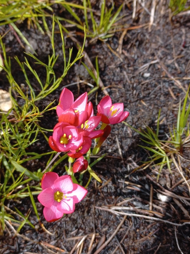 Geissorhiza seracina photo 2