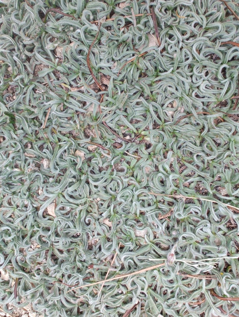 Gelasia albicans