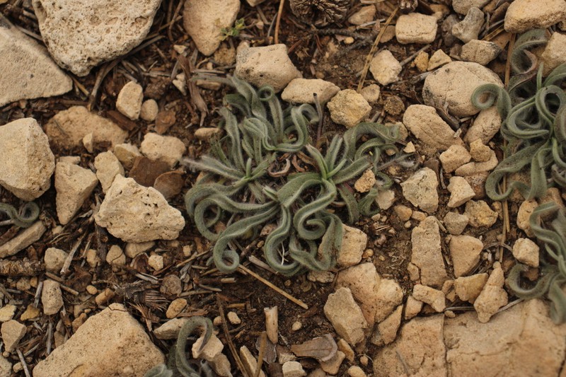 Gelasia albicans photo 3