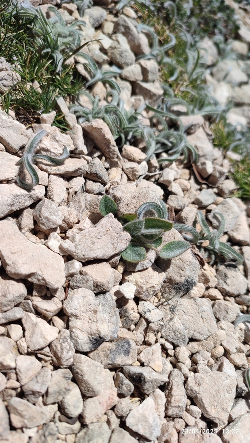 Gelasia albicans photo 8