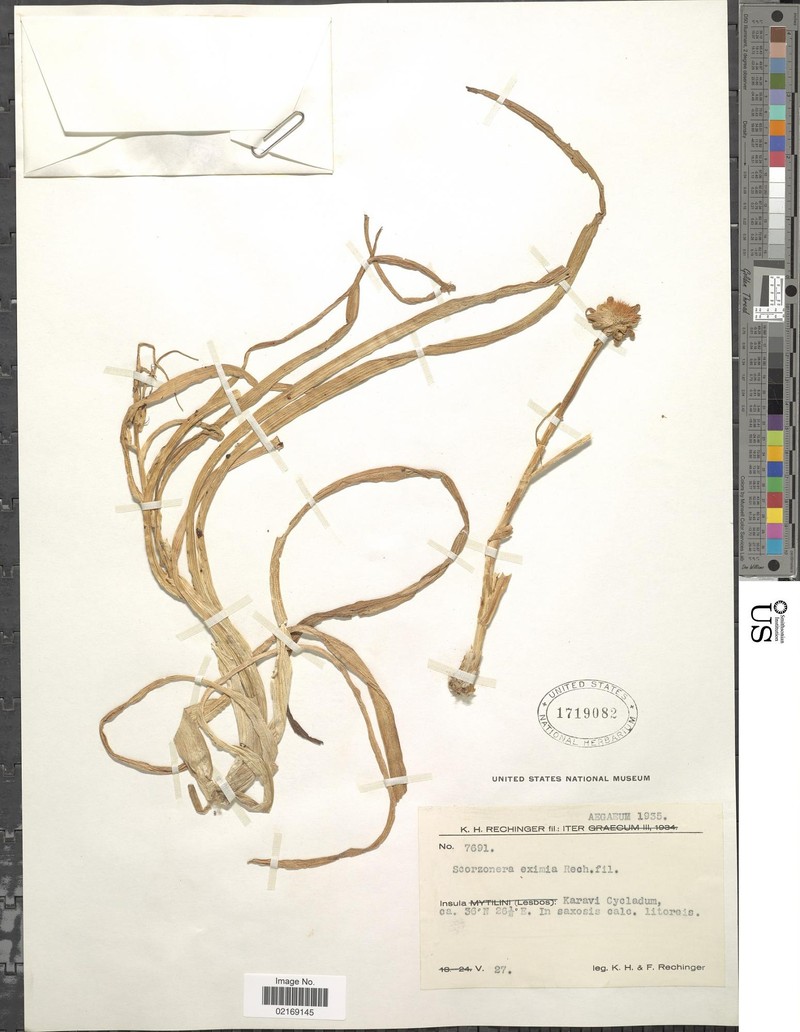 Gelasia araneosa