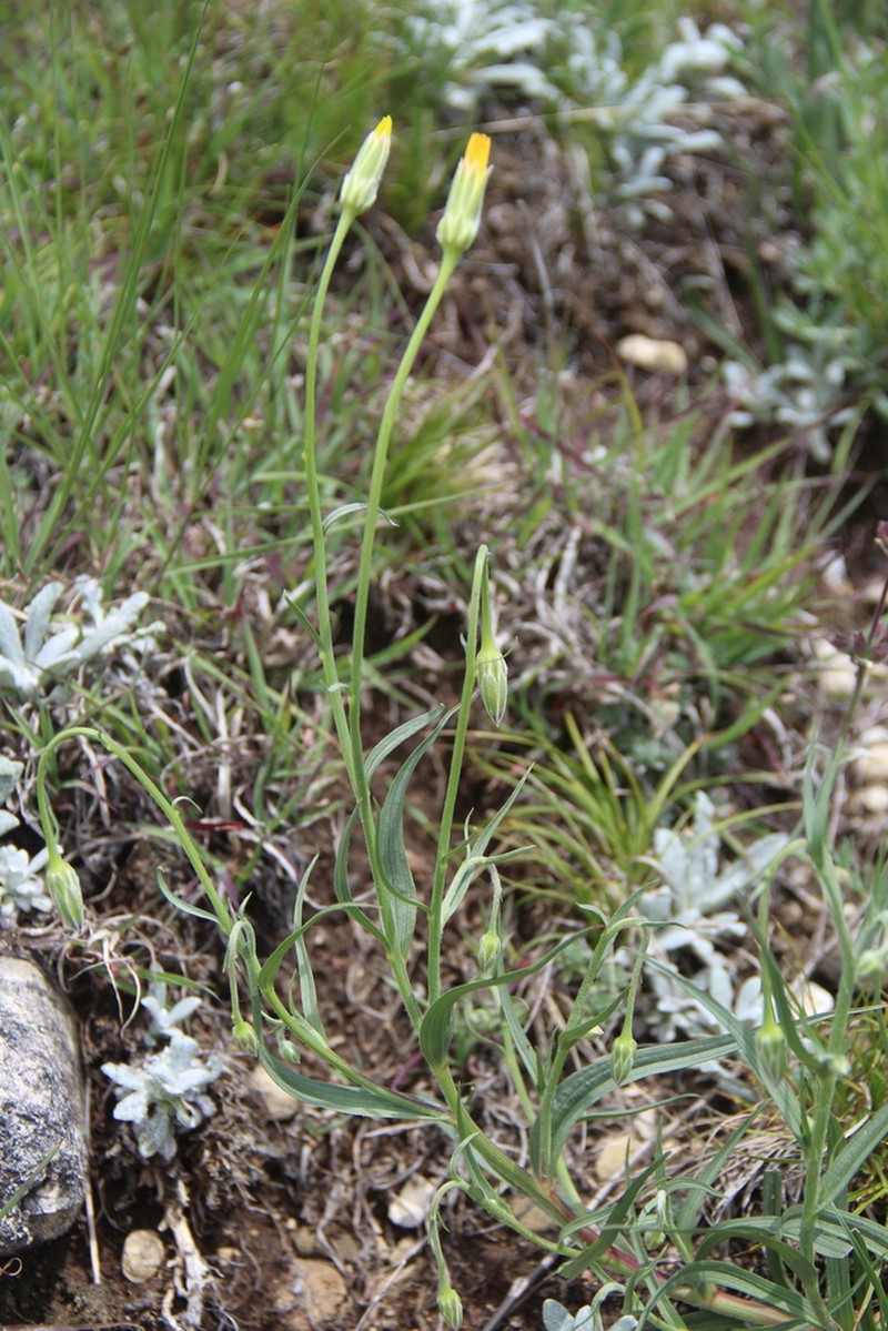 Gelasia biebersteinii