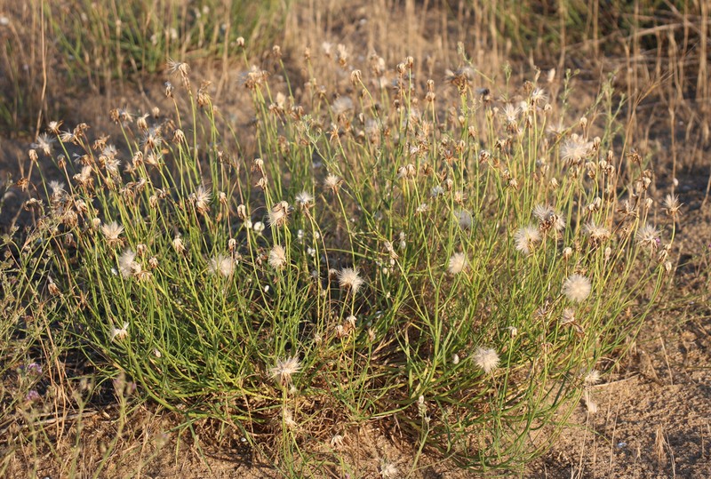 Gelasia biebersteinii photo 2