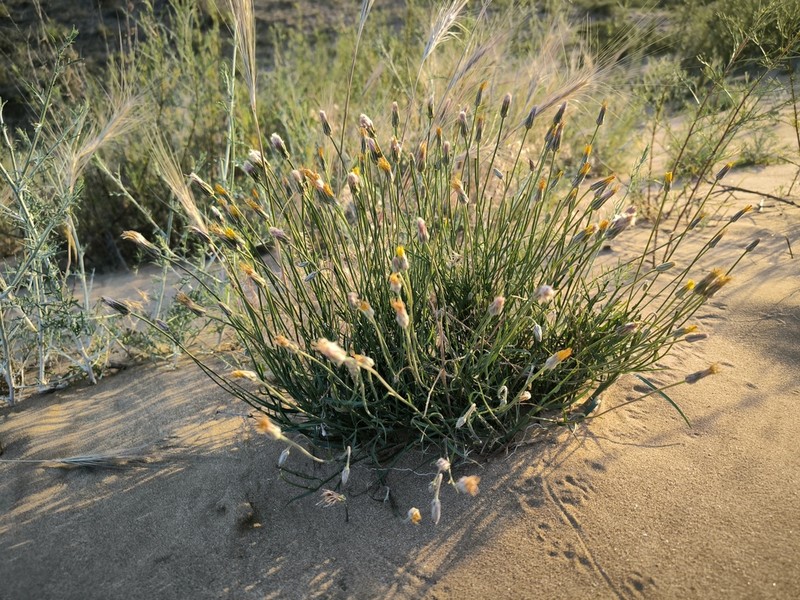 Gelasia biebersteinii photo 6