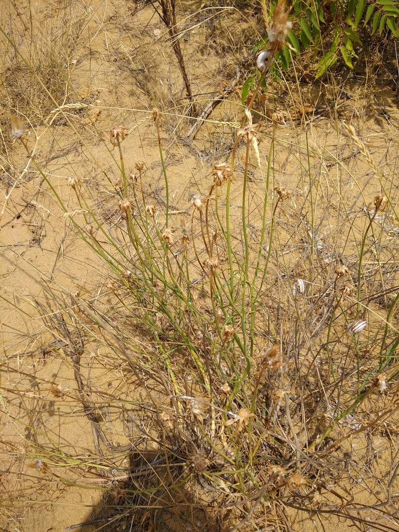 Gelasia biebersteinii photo 8