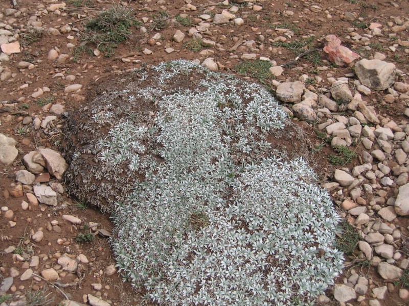 Gelasia caespitosa