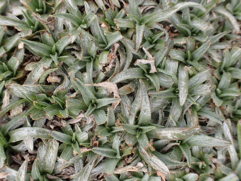 Gelasia caespitosa photo 2