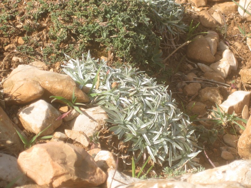 Gelasia caespitosa photo 3