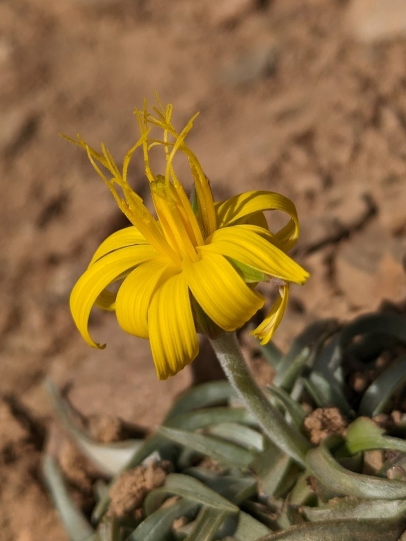 Gelasia caespitosa photo 4