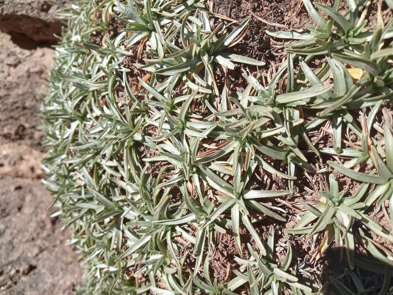 Gelasia caespitosa photo 6