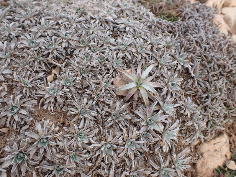 Gelasia caespitosa photo 7