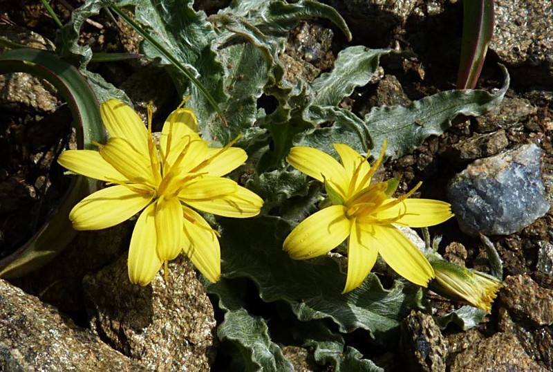 Gelasia circumflexa