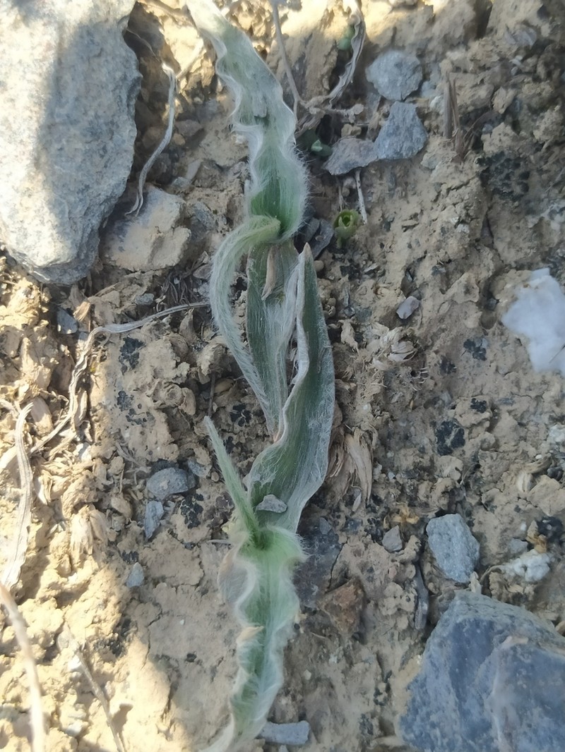 Gelasia circumflexa photo 2