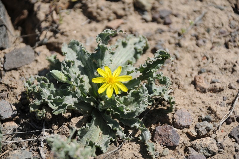 Gelasia circumflexa photo 3