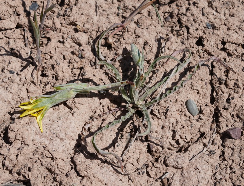 Gelasia circumflexa photo 5