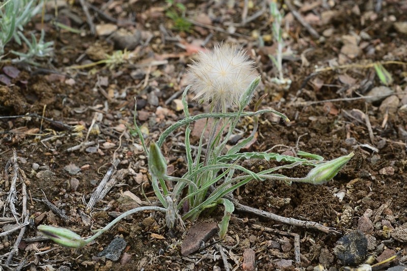 Gelasia circumflexa photo 6
