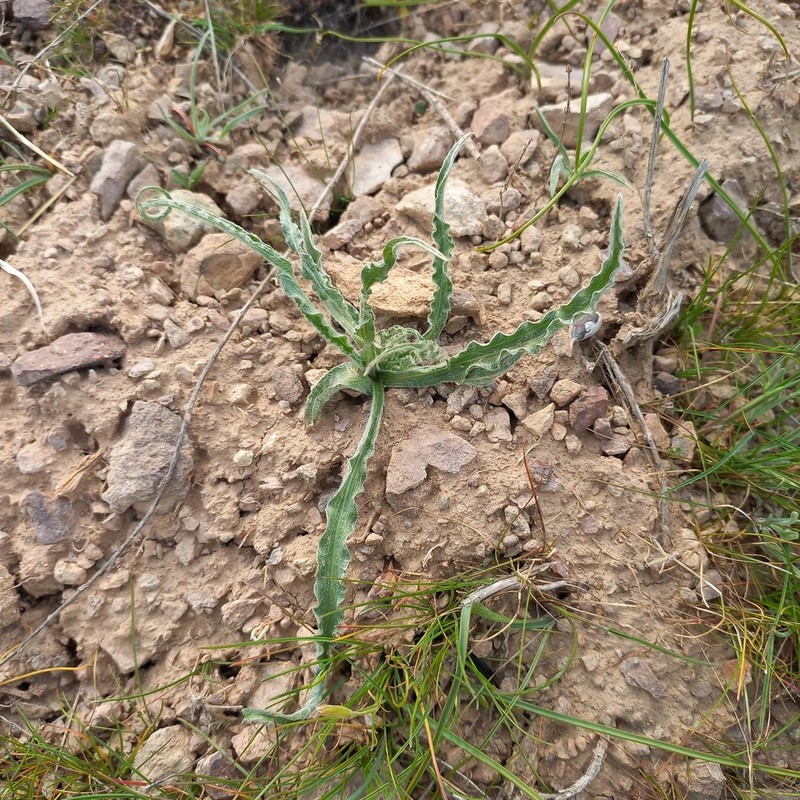 Gelasia circumflexa photo 7