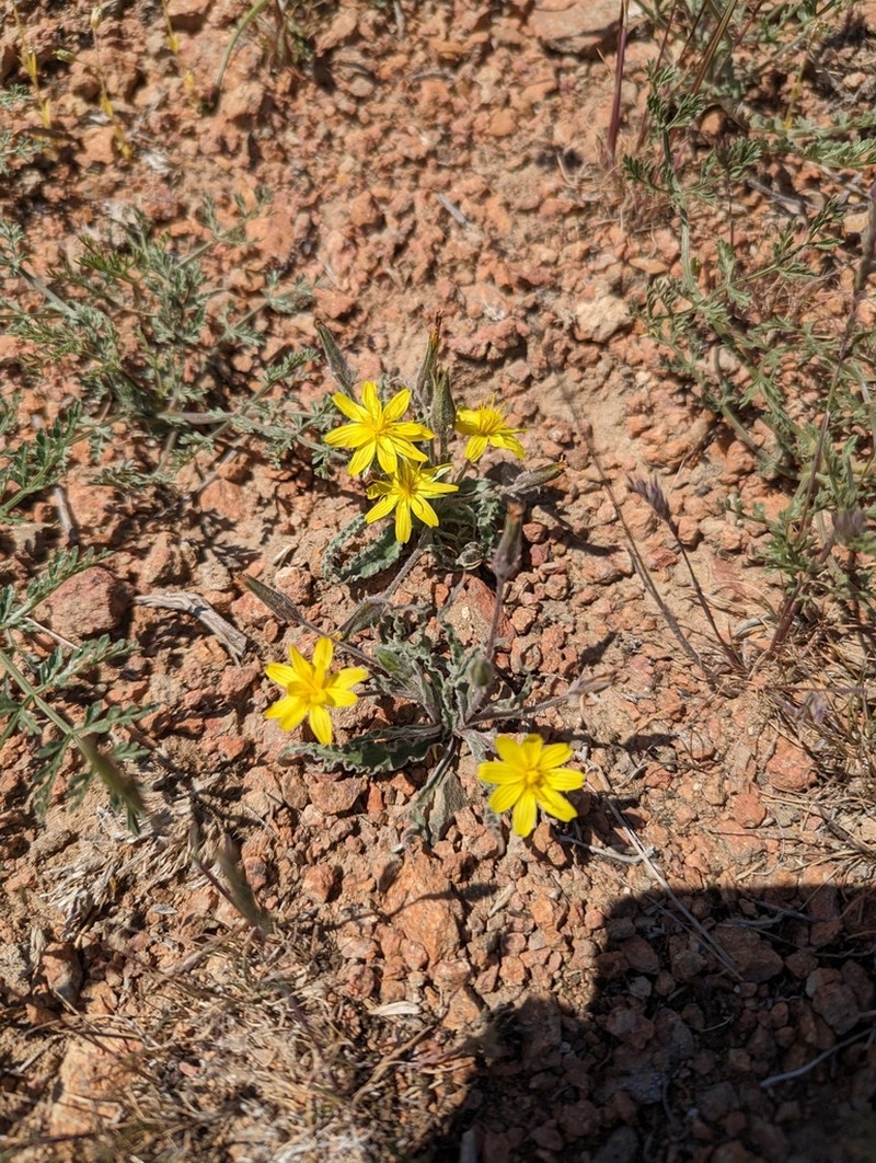 Gelasia circumflexa photo 8