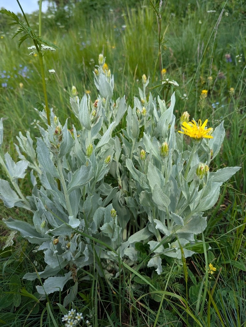 Gelasia dzhawakhetica