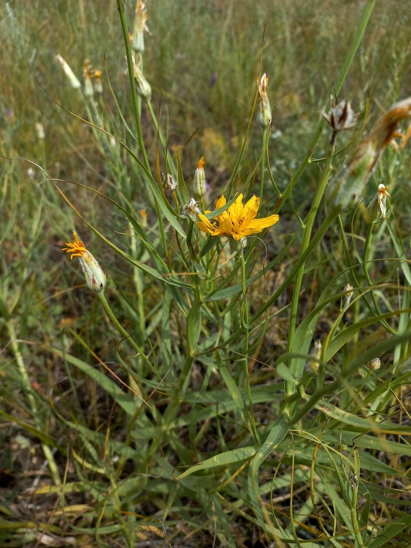 Gelasia ensifolia