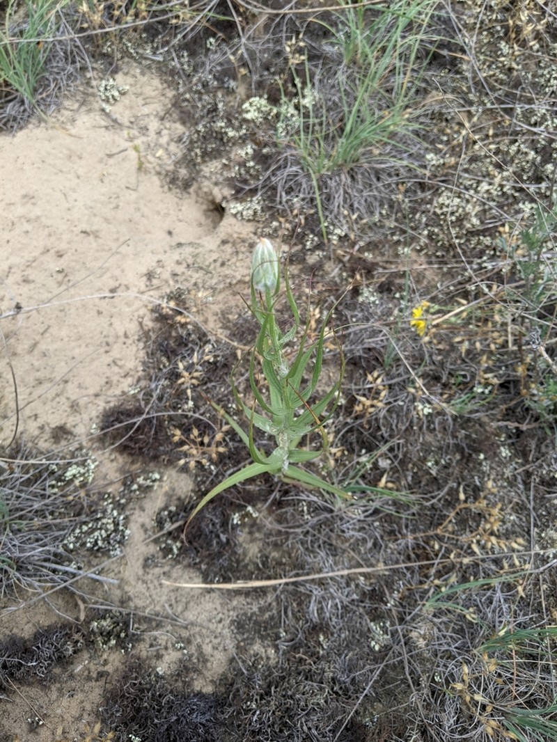 Gelasia ensifolia photo 2