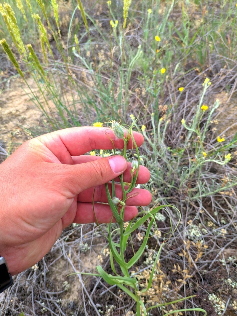 Gelasia ensifolia photo 3
