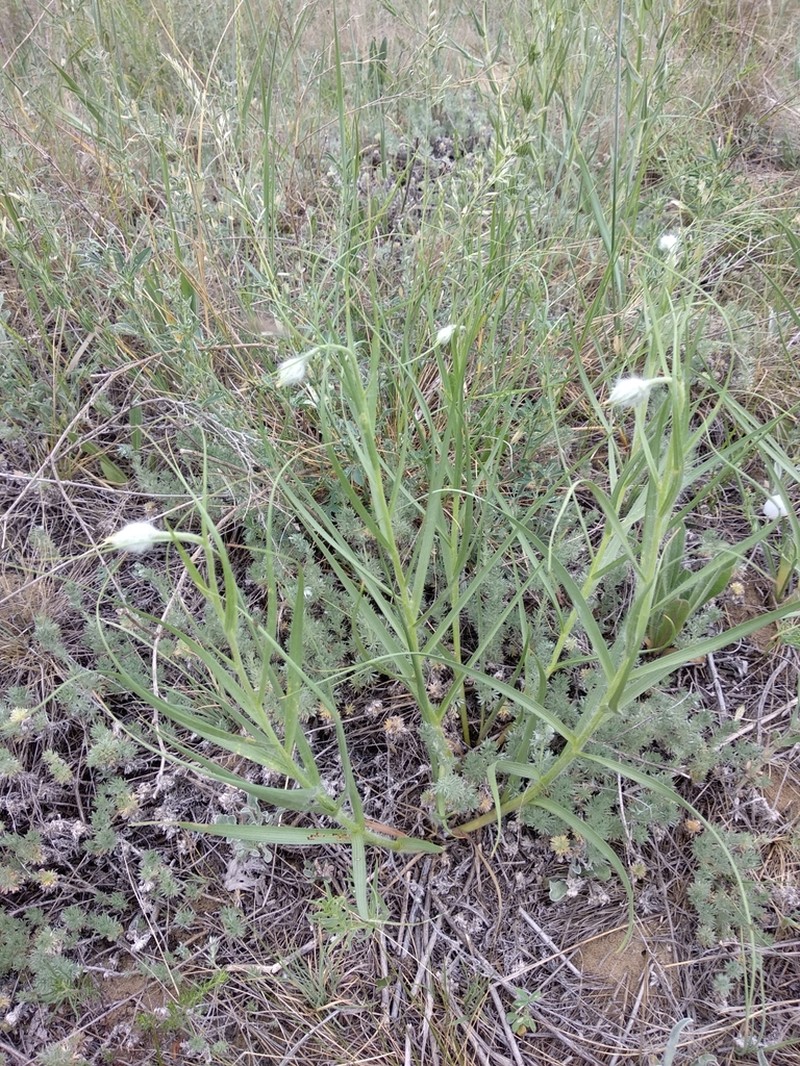 Gelasia ensifolia photo 4
